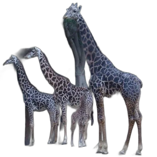 animal, creature, staff, 3d render transparent PNG cut-out