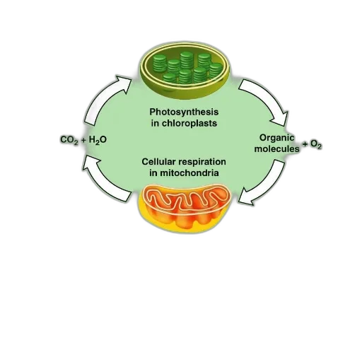 food, diagram, illustrating, energy transparent PNG cut-out