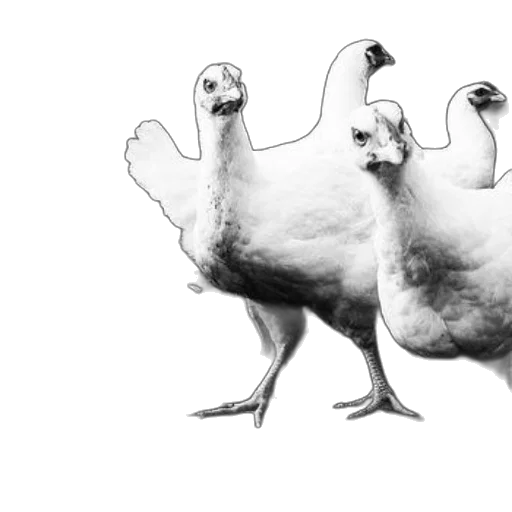animal, food, concept art, photorealistic transparent PNG cut-out