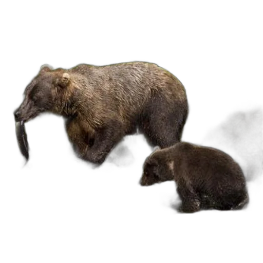 animal, creature, concept art, photorealistic transparent PNG cut-out