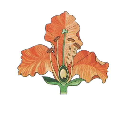 flower, crown, jewelry, staff transparent PNG cut-out