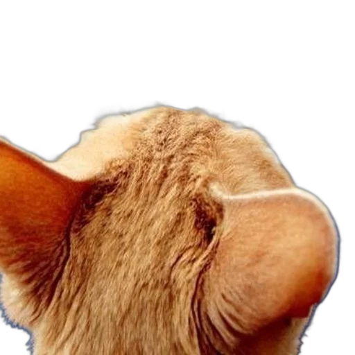 animal, face, mask, hat transparent PNG cut-out