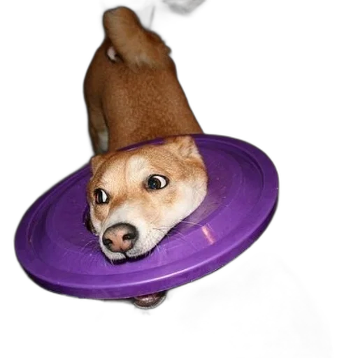 hat, food, animal, crown transparent PNG cut-out