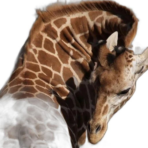 animal, creature, photorealistic, concept art transparent PNG cut-out