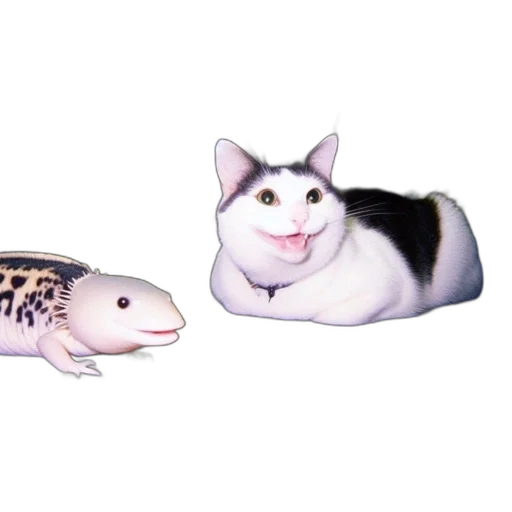 animal, creature, food, weapon transparent PNG cut-out
