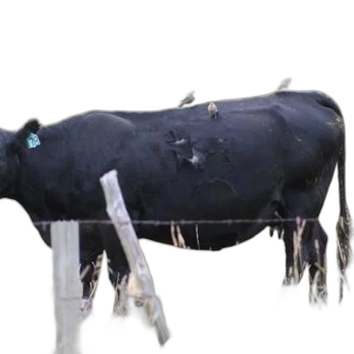animal, jewelry, staff, robot transparent PNG cut-out