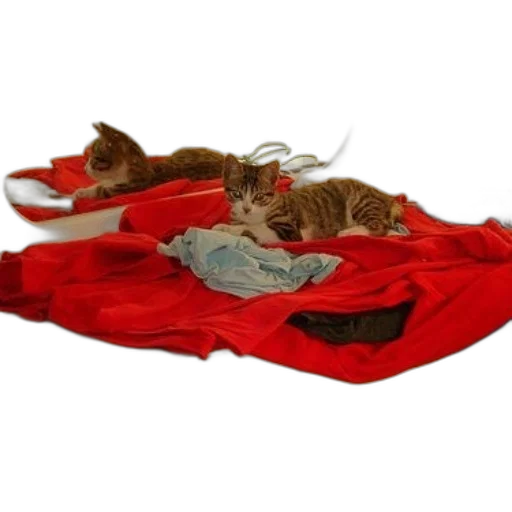 red, cat, lounges, blanket transparent PNG cut-out