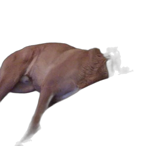 animal, creature, staff, umbrella transparent PNG cut-out