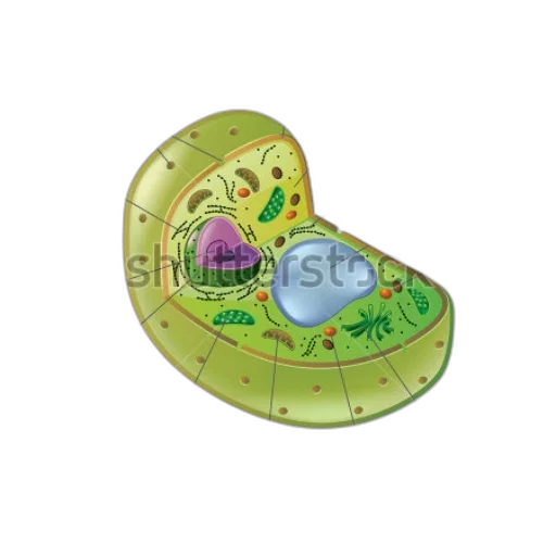 shoes, jewelry, hat, concept art transparent PNG cut-out