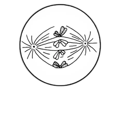 crown, flower, umbrella, jewelry transparent PNG cut-out