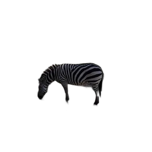 animal, furniture, creature, hair transparent PNG cut-out