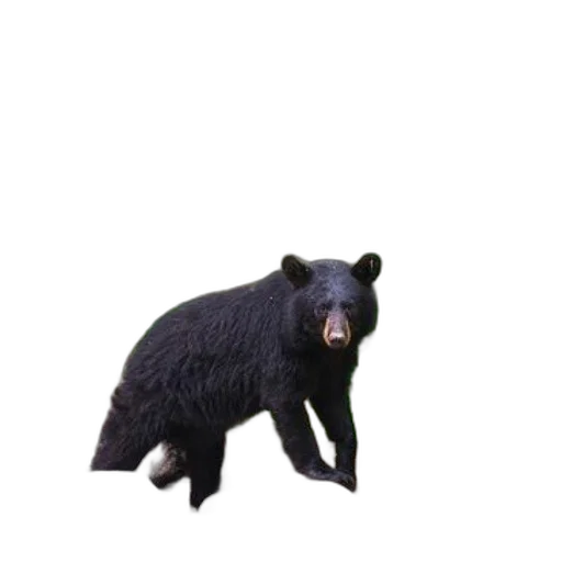 animal, creature, staff, weapon transparent PNG cut-out
