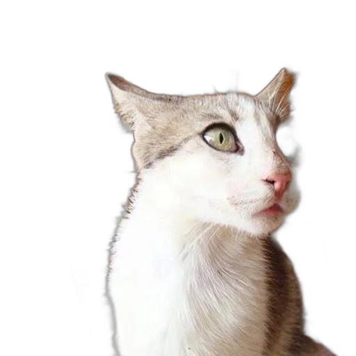 animal, face, creature, staff transparent PNG cut-out