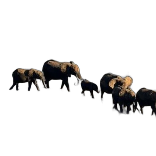 animal, staff, concept art, elephants transparent PNG cut-out