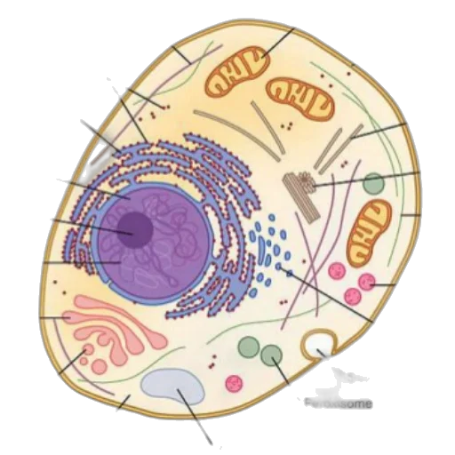 detailed, diagram, animal, cell transparent PNG cut-out
