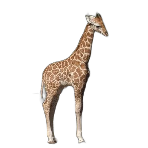 animal, creature, staff, weapon transparent PNG cut-out