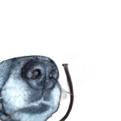 animal, face, mask, staff transparent PNG cut-out