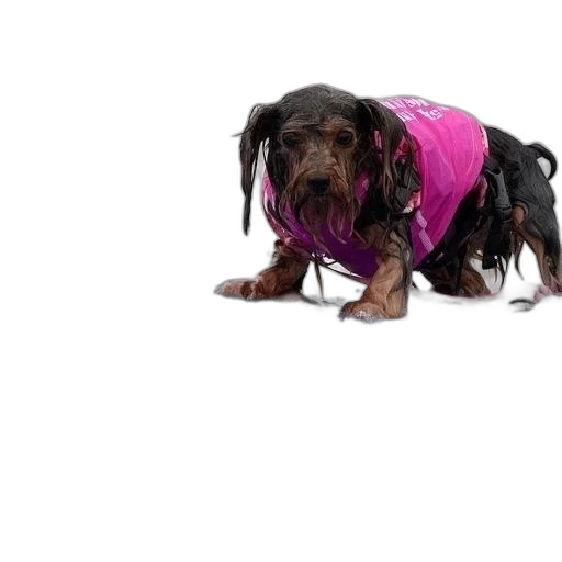 jacket, animal, creature, dress transparent PNG cut-out