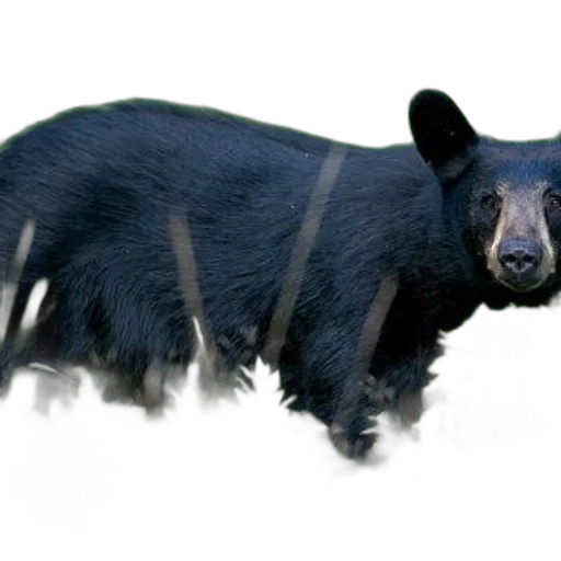 animal, creature, staff, weapon transparent PNG cut-out