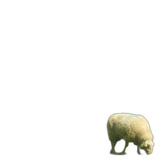 animal, creature, weapon, food transparent PNG cut-out