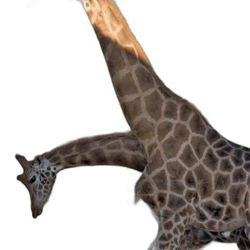 animal, creature, dragon, staff transparent PNG cut-out