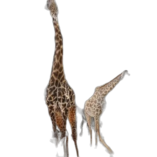 animal, creature, staff, shoes transparent PNG cut-out