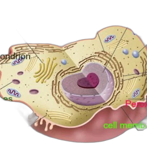 detailed, diagram, animal, cell transparent PNG cut-out