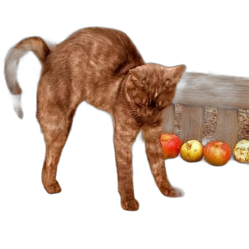 food, animal, furniture, photorealistic transparent PNG cut-out