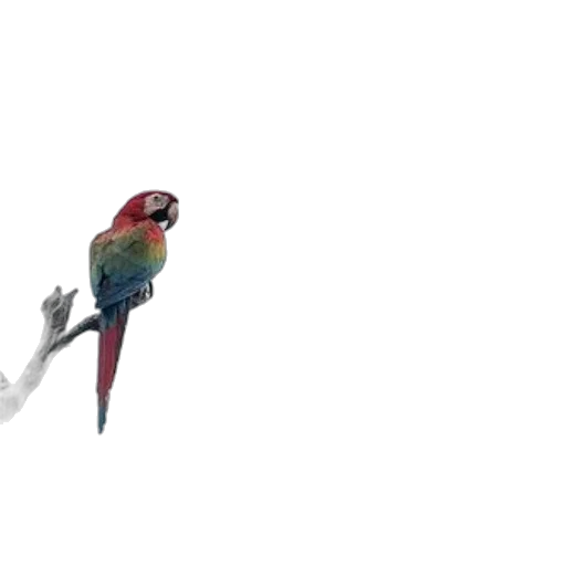 animal, staff, creature, weapon transparent PNG cut-out