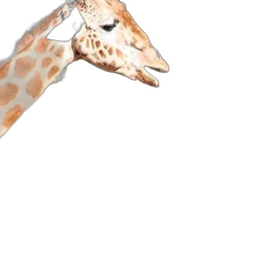 animal, creature, hat, umbrella transparent PNG cut-out