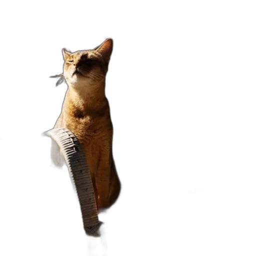 staff, umbrella, animal, weapon transparent PNG cut-out