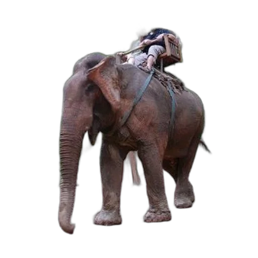 animal, creature, staff, mask transparent PNG cut-out