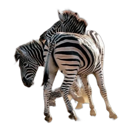 animal, creature, 3d render, photorealistic transparent PNG cut-out