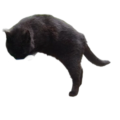 animal, staff, creature, hat transparent PNG cut-out