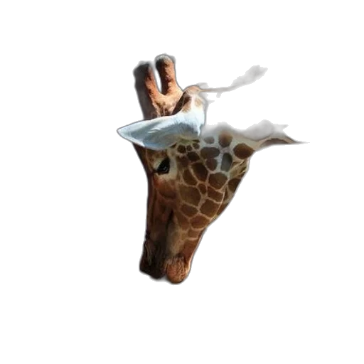 animal, umbrella, creature, hat transparent PNG cut-out