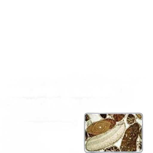 food, jewelry, shoes, animal transparent PNG cut-out