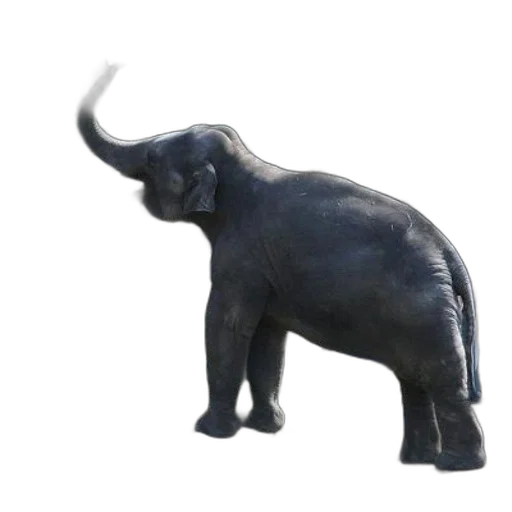 animal, creature, staff, jewelry transparent PNG cut-out