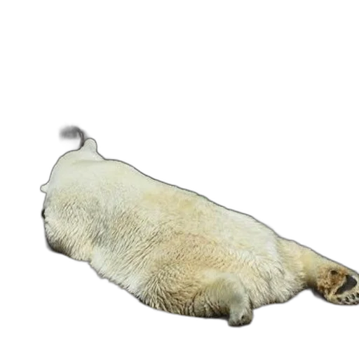 animal, creature, staff, hair transparent PNG cut-out