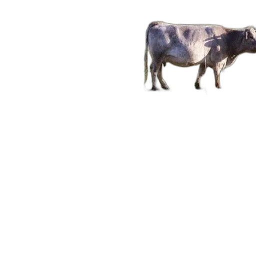 animal, food, creature, robot transparent PNG cut-out