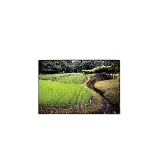 photorealistic, pixel art, green, healthy transparent PNG cut-out