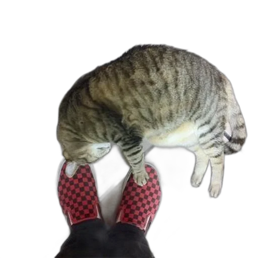 shoes, hat, creature, animal transparent PNG cut-out