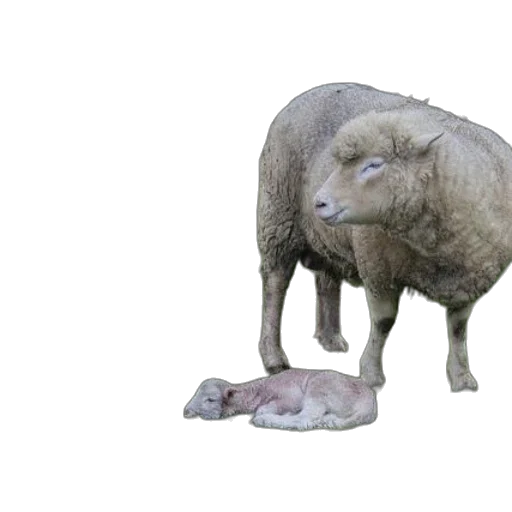 animal, creature, food, face transparent PNG cut-out