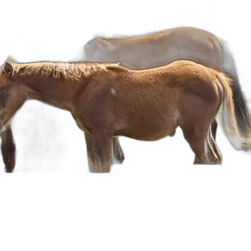 animal, creature, weapon, hair transparent PNG cut-out