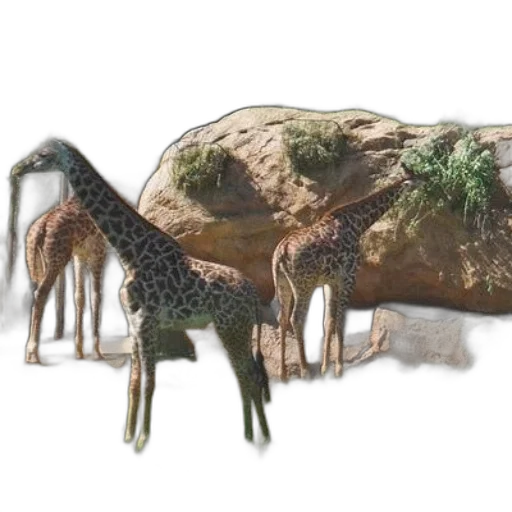 animal, creature, dragon, hat transparent PNG cut-out