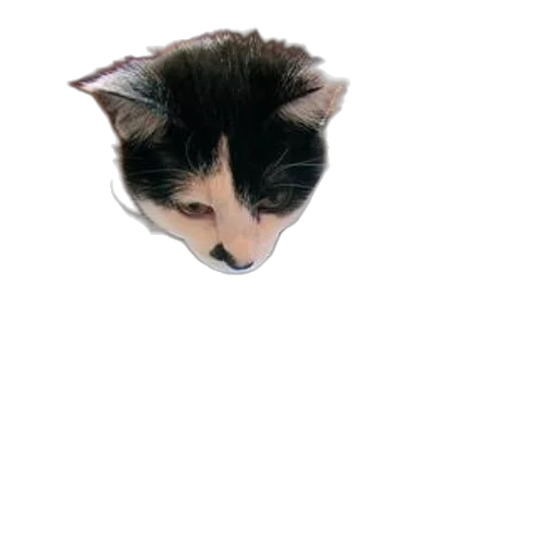 animal, face, creature, hat transparent PNG cut-out