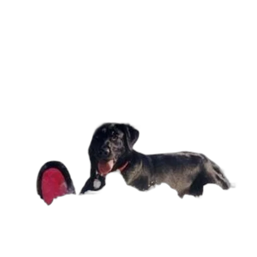 shoes, animal, staff, hat transparent PNG cut-out