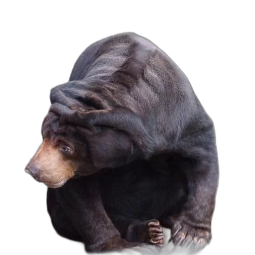 animal, creature, hair, staff transparent PNG cut-out
