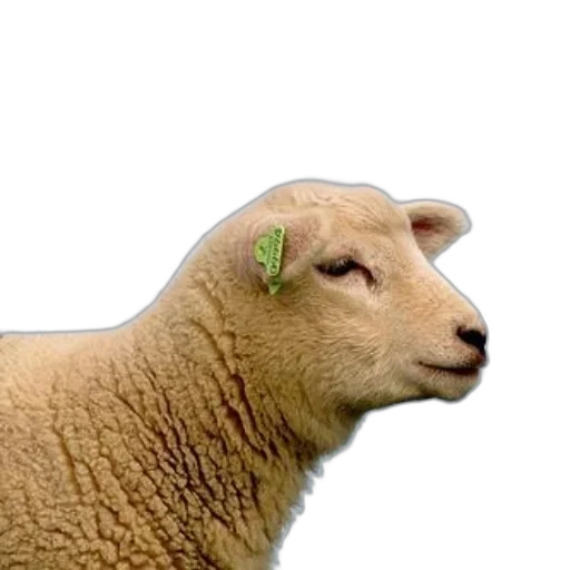 animal, food, jewelry, face transparent PNG cut-out