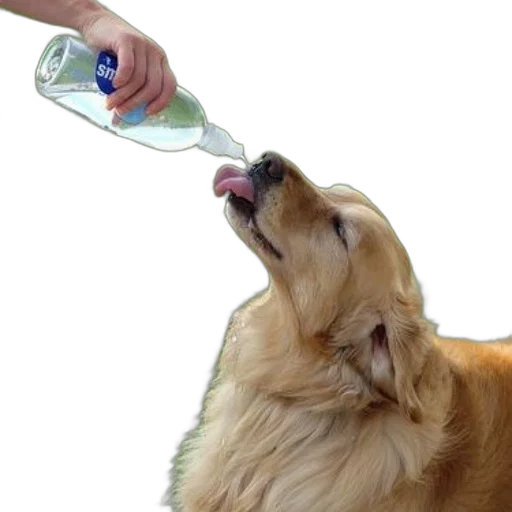 bottle, animal, food, staff transparent PNG cut-out
