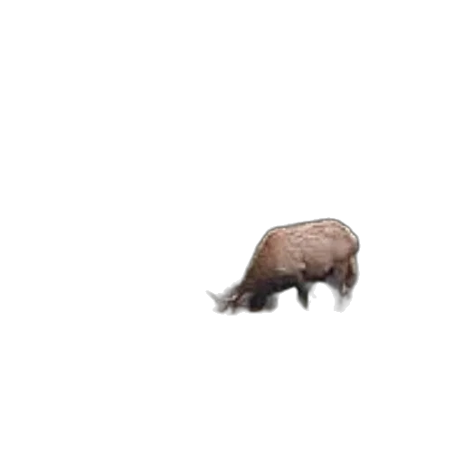 animal, creature, hair, hat transparent PNG cut-out